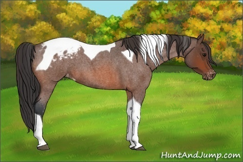 Horse Color:Bay Roan Tobiano Blanket
