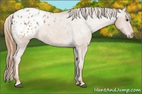 Horse Color:Chestnut Appaloosa