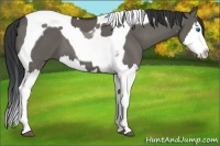 Horse Color:Grullo Splash Tobiano