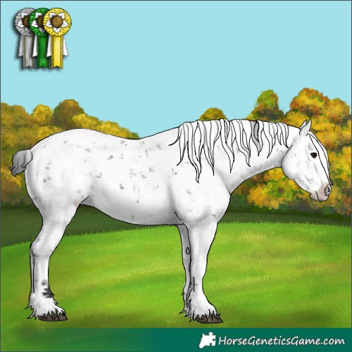 Horse Color:Black Sabino 