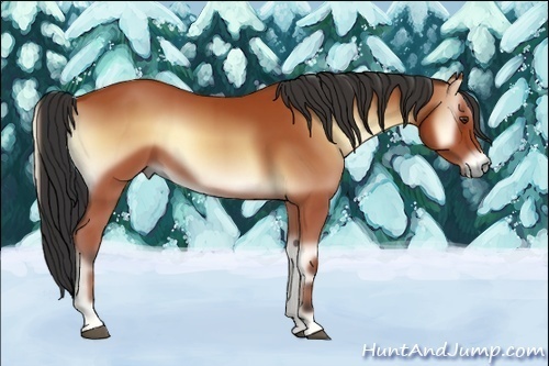 Horse Color:Bay Onyx 