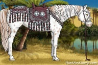 Horse Color:Gold Champagne Appaloosa and Gold Champagne Appaloosa