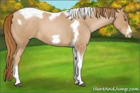 Horse Color:Red Roan Pearl Tobiano Frame