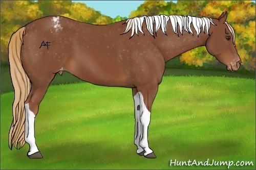 Horse Color:Chestnut Tobiano Varnish