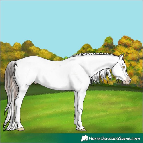 Horse Color:Amber Champagne Blanket  and Brown Roan Snowcap 
