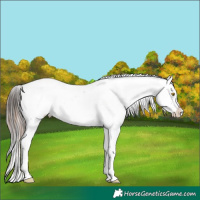 Horse Color:Amber Champagne Blanket  and Brown Roan Snowcap 