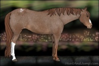 Horse Color:Chestnut Appaloosa 