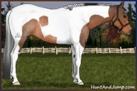 Horse Color:Bay Tobiano Rabicano