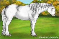 Horse Color:White Spotted Silver Black Chinchilla