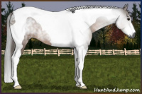 Horse Color:Gray Bay Tobiano 
