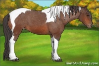 Horse Color:Bay Tobiano Appaloosa 