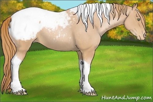 Horse Color:Gold Champagne Tobiano Appaloosa 