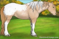 Horse Color:Gold Champagne Tobiano Appaloosa