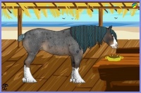 Horse Color:Painted Liver Red Roan Splash Appaloosa 