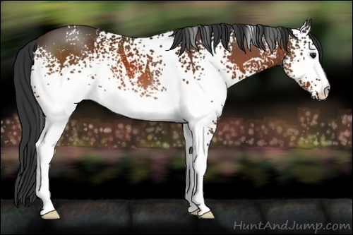 Horse Color:White Spotted Bay 