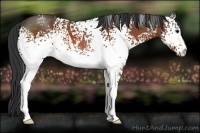 Horse Color:White Spotted Bay 