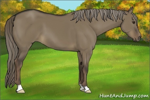 Horse Color:Liver Red Dun 