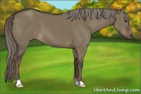 Horse Color:Liver Red Dun 