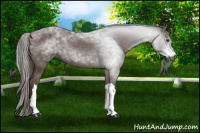 Horse Color:Gray Liver Chestnut