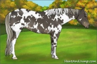 Horse Color:White Spotted Liver Chestnut 