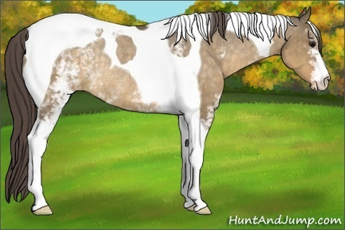 Horse Color:White Spotted Buckskin Dun Tobiano Appaloosa Rabicano 