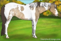 Horse Color:White Spotted Buckskin Dun Tobiano Varnish Rabicano 