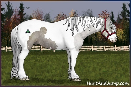 Horse Color:Grullo Sabino Tobiano Rabicano