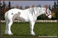 Horse Color:Grullo Sabino Tobiano Rabicano