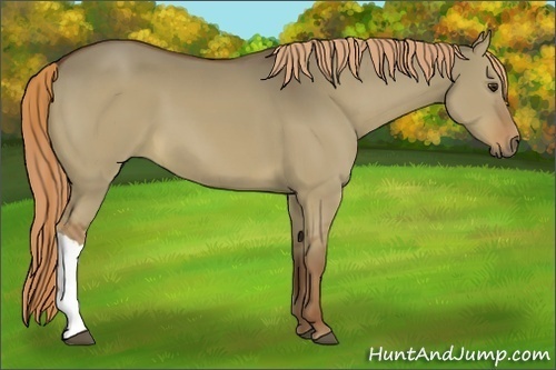 Horse Color:Red Dun 