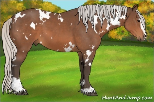 Horse Color:White Spotted Silver Brown Sabino 