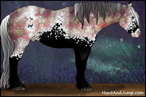 Horse Color:Plaid  White Spotted Brown Appaloosa Rabicano 