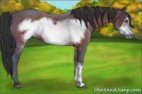 Horse Color:Bay Frame 