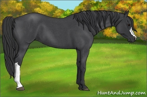 Horse Color:Blue Roan 