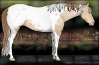 Horse Color:Amber Cream Champagne Tobiano Appaloosa 