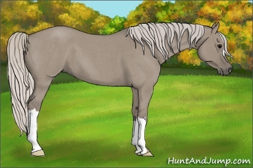 Horse Color:Silver Smoky Grullo Roan 