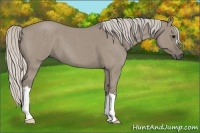 Horse Color:Silver Smoky Grullo Roan 