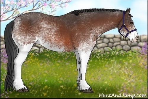 Horse Color:White Spotted Bay 