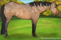 Horse Color:Bay Ice Dun