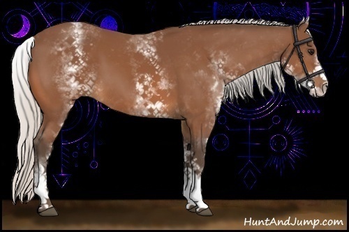 Horse Color:White Spotted Silver Bay 