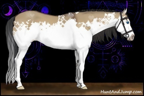 Horse Color:Bay Dun Splash 