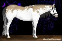 Horse Color:Bay Dun Splash 