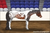 Horse Color:Brown Tobiano Appaloosa 