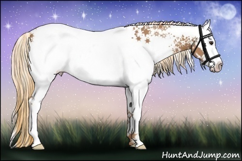 Horse Color:White Spotted Chestnut 