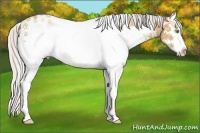 Horse Color:White Spotted Silver Amber Champagne Splash 
