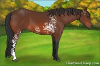Horse Color:White Spotted Bay 