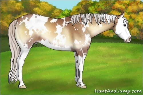 Horse Color:White Spotted Silver Buckskin Onyx Splash 