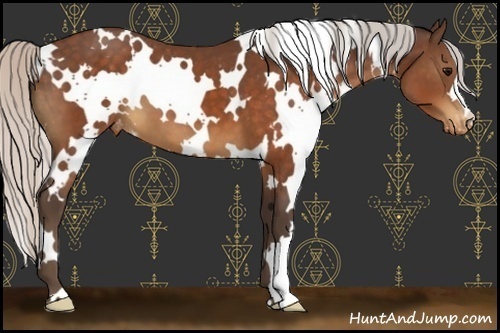 Horse Color:White Spotted Silver Brown Appaloosa 