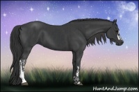 Horse Color:Black  and Smoky Black 