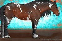 Horse Color:White Spotted Brown 