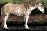 Horse Color:Black Pearl Sabino 